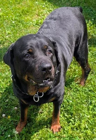 An adult large-sized female Rottweiler dog named Juniper for adoption in Akron, OH