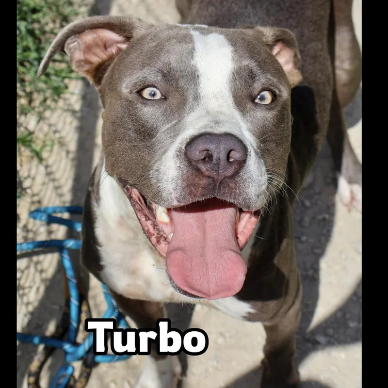Turbo