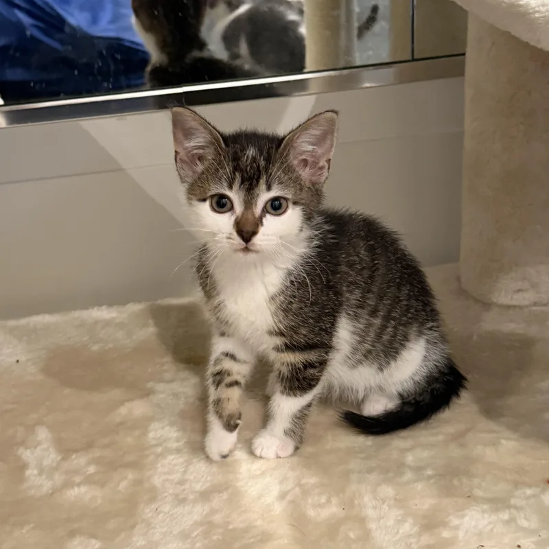 A baby medium-sized female Gray & White Domestic Short Hair cat named Sprinkle for adoption in Evanston, IL
