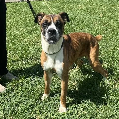 An adult medium-sized male Boxer dog named Scout for adoption in Jefferson, LA