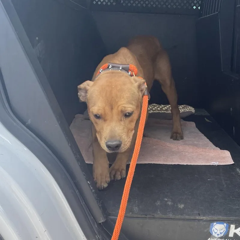 A young medium-sized male Brown / Chocolate Mixed Breed dog named Levi for adoption in Dickinson, TX