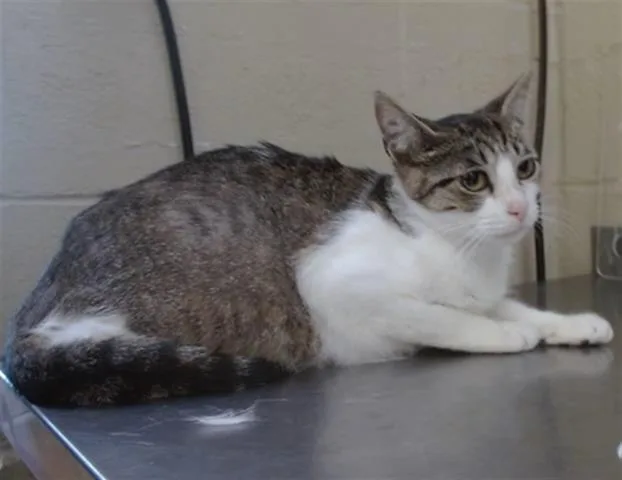 A young small-sized female Domestic Short Hair cat named Storm for adoption in Orlando, FL