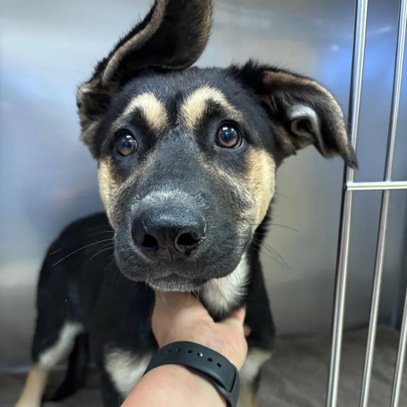 A baby medium-sized female Black German Shepherd Dog dog named Coral for adoption in Santa Barbara, CA