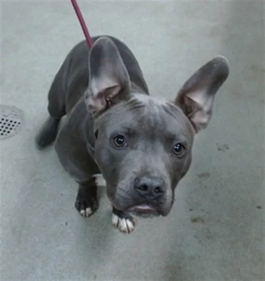 A young medium-sized male Pit Bull Terrier dog named Gumbo for adoption in Salinas, CA
