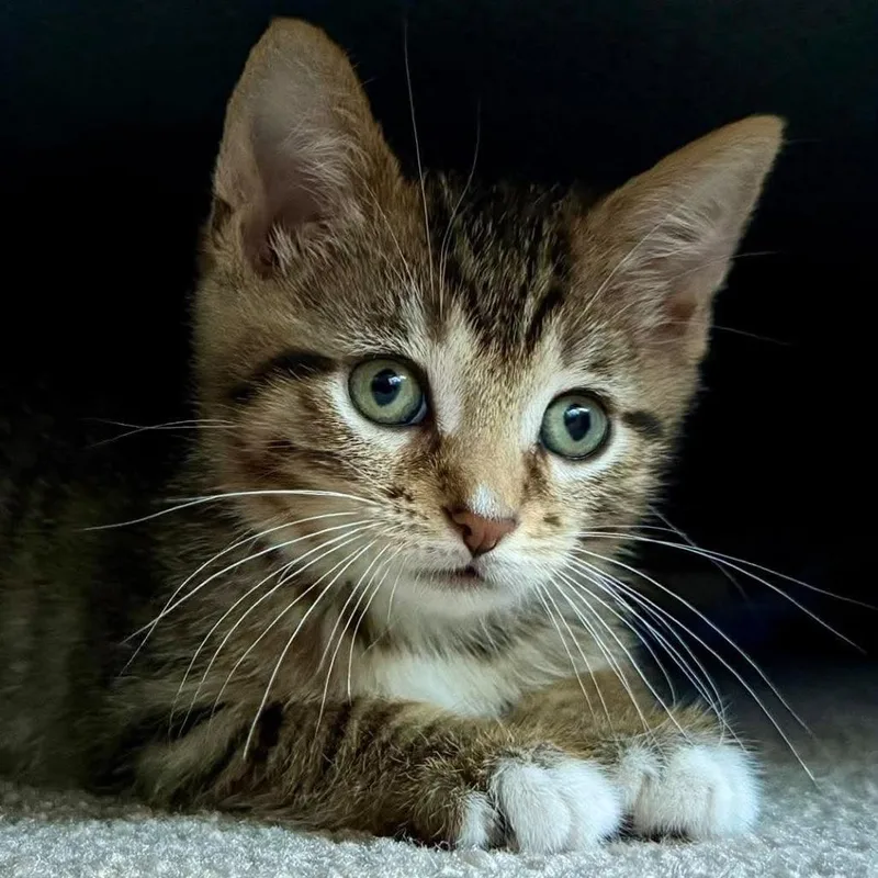 A baby small-sized male Brown / Chocolate Domestic Short Hair cat named Thunder for adoption in Forest Park, IL