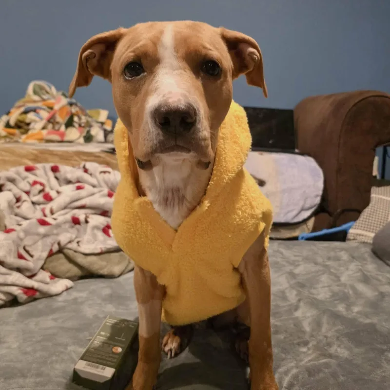 A young medium-sized female Yellow / Tan / Blond / Fawn Pit Bull Terrier dog named Daisy for adoption in Schenectady, NY