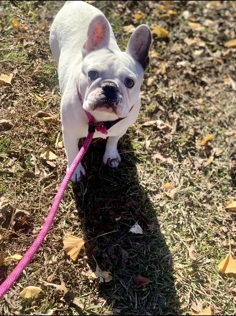 Libby