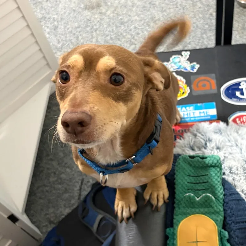 An adult small-sized male Brown / Chocolate Dachshund dog named Booker for adoption in Corpus Christi, TX