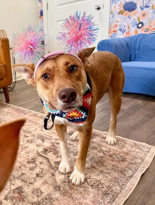 A young medium-sized female Red / Chestnut / Orange Shiba Inu dog named Winter Winnie Sugar Baby for adoption in Friendswood, TX