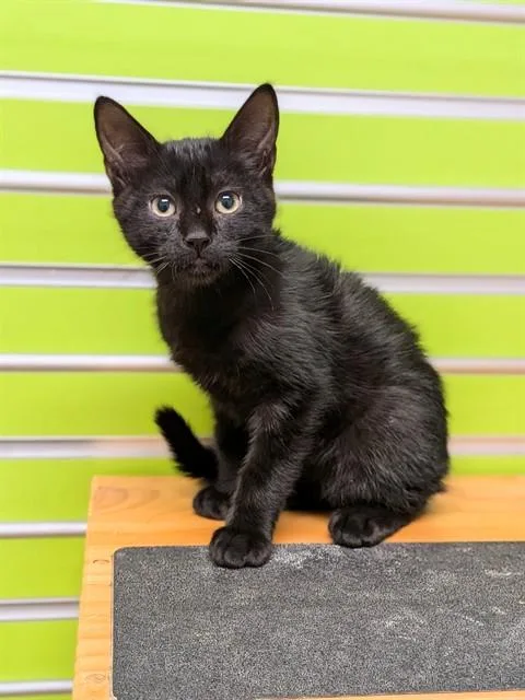 Remy