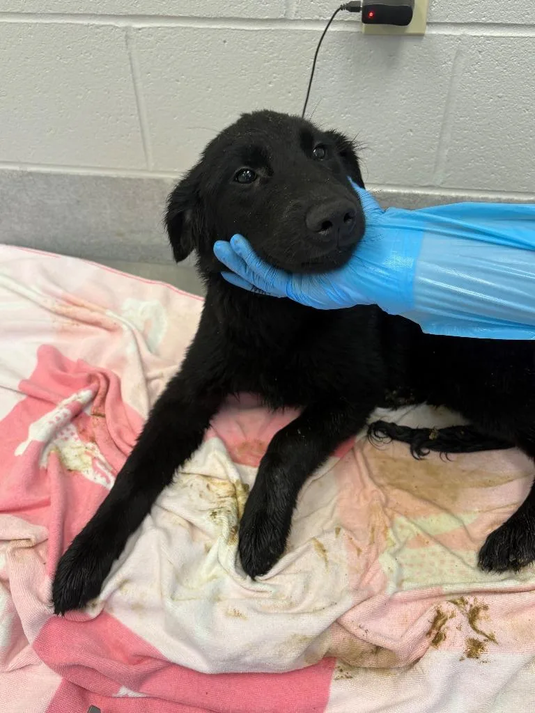 A baby large-sized female Labrador Retriever dog named Moon for adoption in Chillicothe, OH