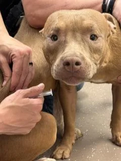 An adult large-sized male Pit Bull Terrier dog named Dee for adoption in South Bend, IN