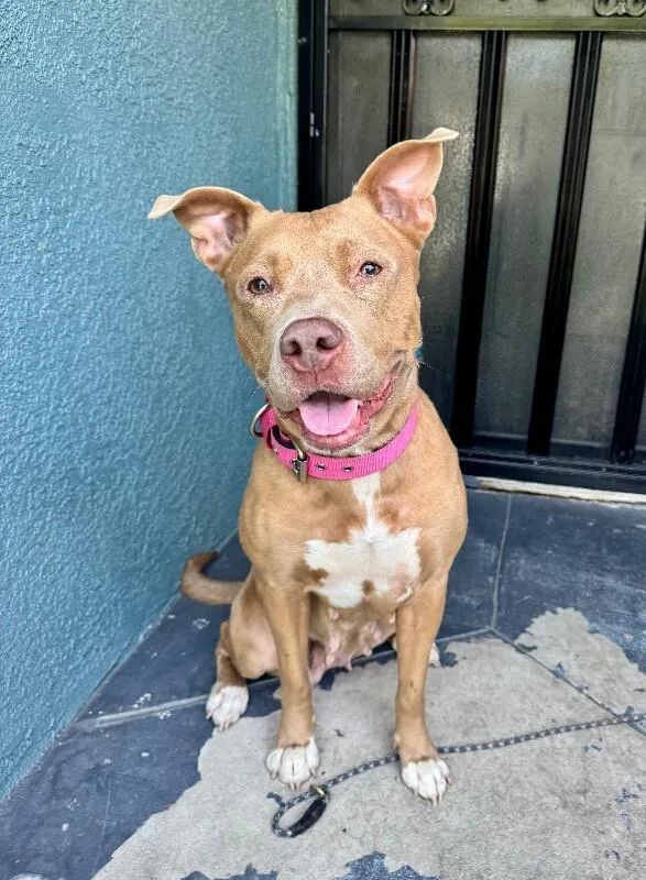 An adult large-sized female Yellow / Tan / Blond / Fawn Pit Bull Terrier dog named Winnie for adoption in Valley Village, CA