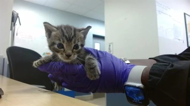 A baby small-sized male Domestic Short Hair cat named Acai for adoption in Miami, FL