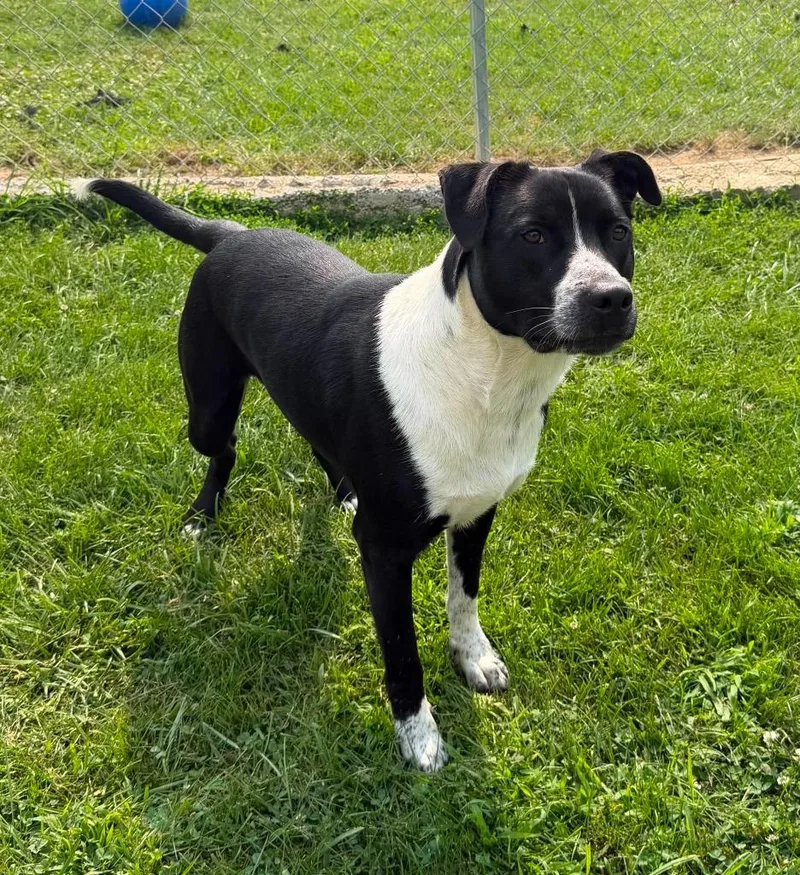 A young large-sized male Mixed Breed dog named Topps for adoption in Lagrange, IN