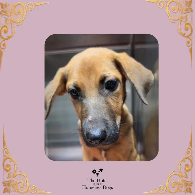 A baby medium-sized female Yellow / Tan / Blond / Fawn Hound dog named Parsnip for adoption in Cumberland, RI