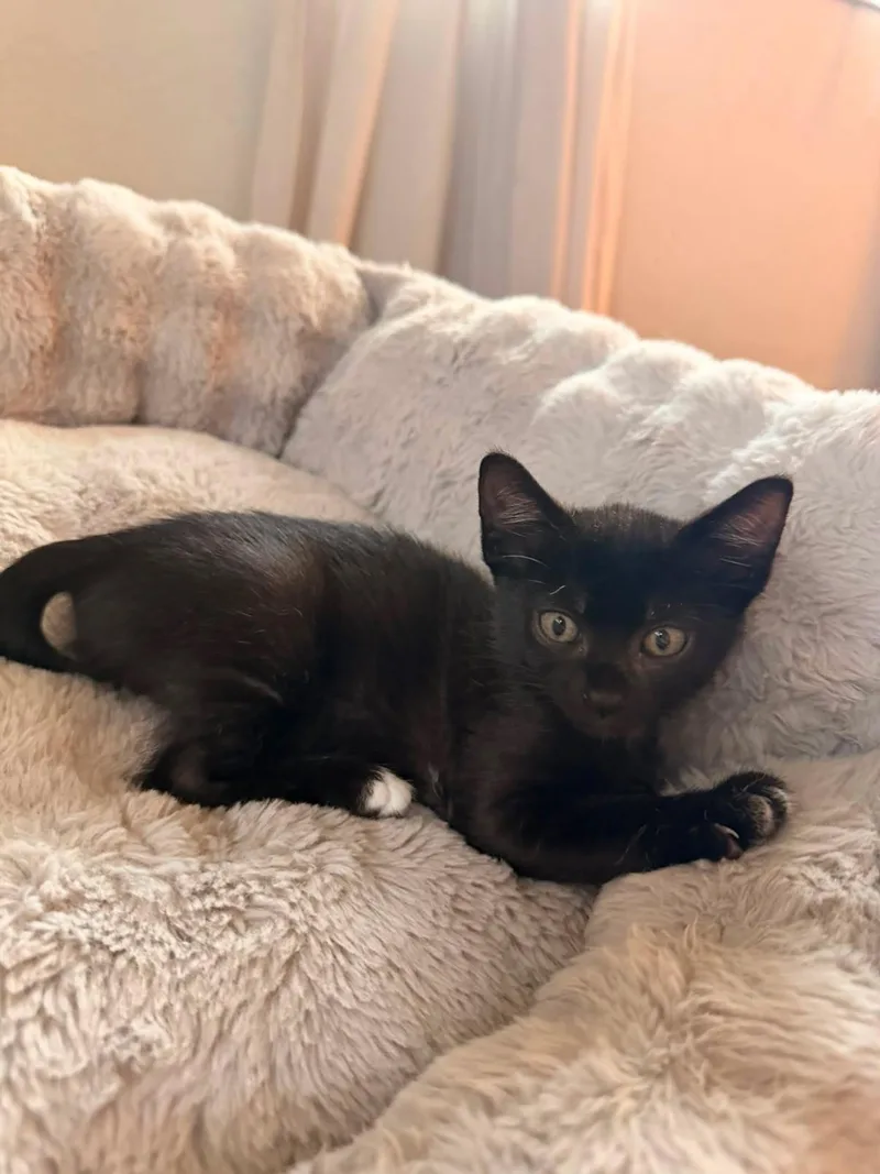 A baby medium-sized female Black Domestic Short Hair cat named Raven for adoption in Saint Pete Beach, FL
