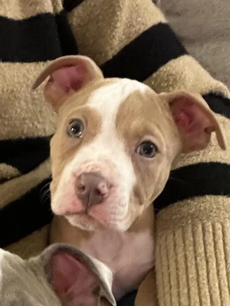 A baby medium-sized male White / Cream American Bulldog dog named Percy Thrillington for adoption in Plymouth, MI