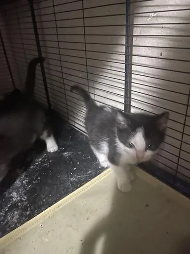 A baby small-sized female Black & White / Tuxedo Domestic Short Hair cat named Tasha for adoption in Liverpool, TX