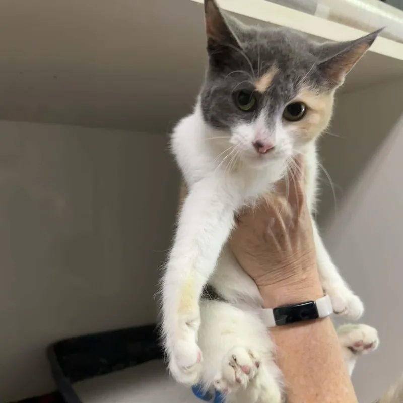 A baby medium-sized female Dilute Calico Dilute Calico cat named Waffles for adoption in Antioch, CA