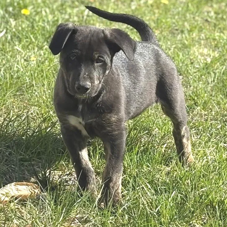 A baby large-sized male Black Shepherd dog named Farmer Ted for adoption in Morrisville, VT