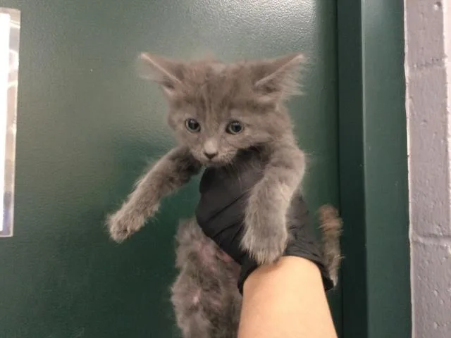 A baby small-sized male Domestic Short Hair cat named A for adoption in Thousand Palms, CA