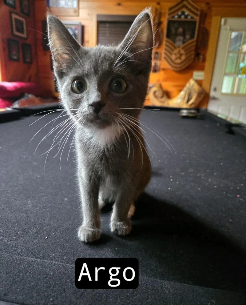 A baby medium-sized male Domestic Short Hair cat named Argo for adoption in Johnson City, TN