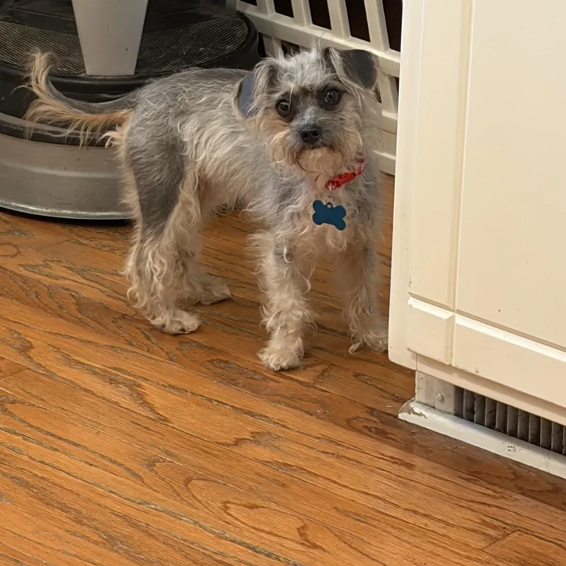 An adult small-sized female Apricot / Beige Terrier dog named Holly for adoption in Plainfield, IL