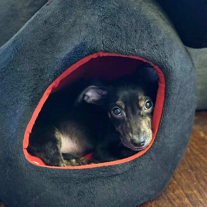 Bracket March Madness thumbnail 2