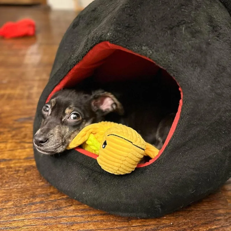 Bracket March Madness thumbnail 3