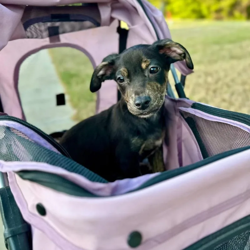 Bracket March Madness thumbnail 4