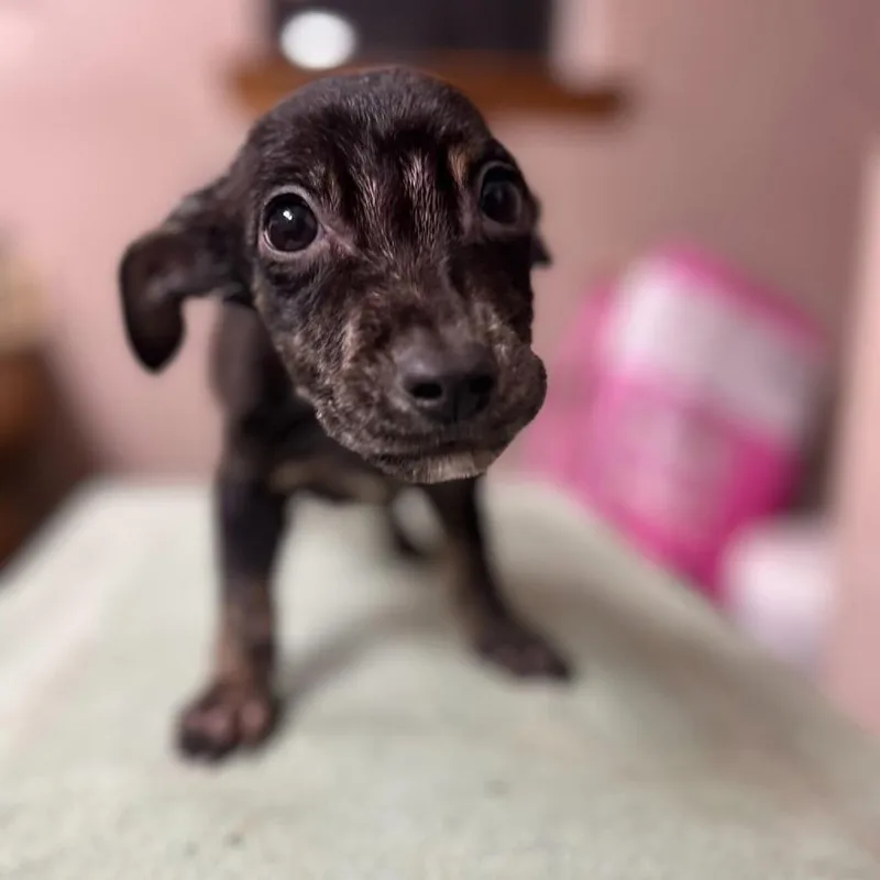 Bracket March Madness thumbnail 5