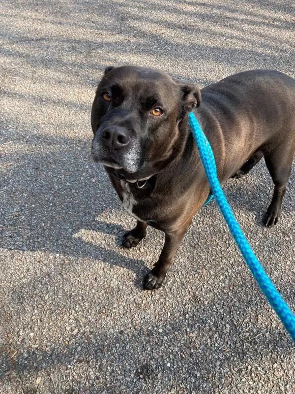 An adult large-sized male Labrador Retriever dog named Choppa for adoption in Virginia Beach, VA