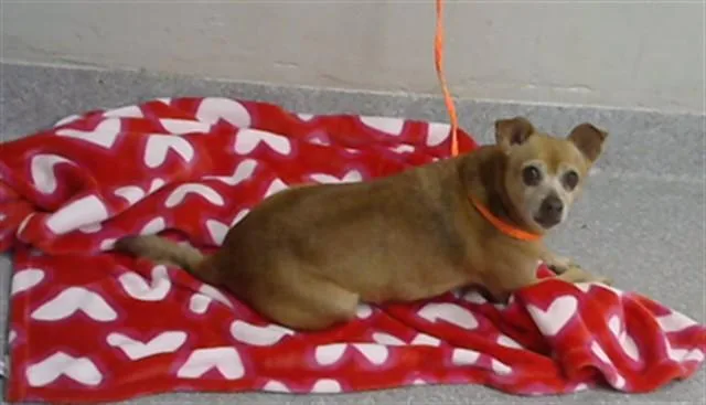 An adult small-sized male Chihuahua dog named Canelo for adoption in Pasadena, TX