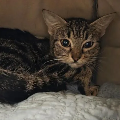 An adult medium-sized female Domestic Short Hair cat named Buho for adoption in Voorhees, NJ