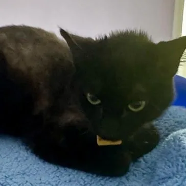 A young medium-sized female Black Bombay cat named Oracle Lovely And for adoption in Hoquiam, WA