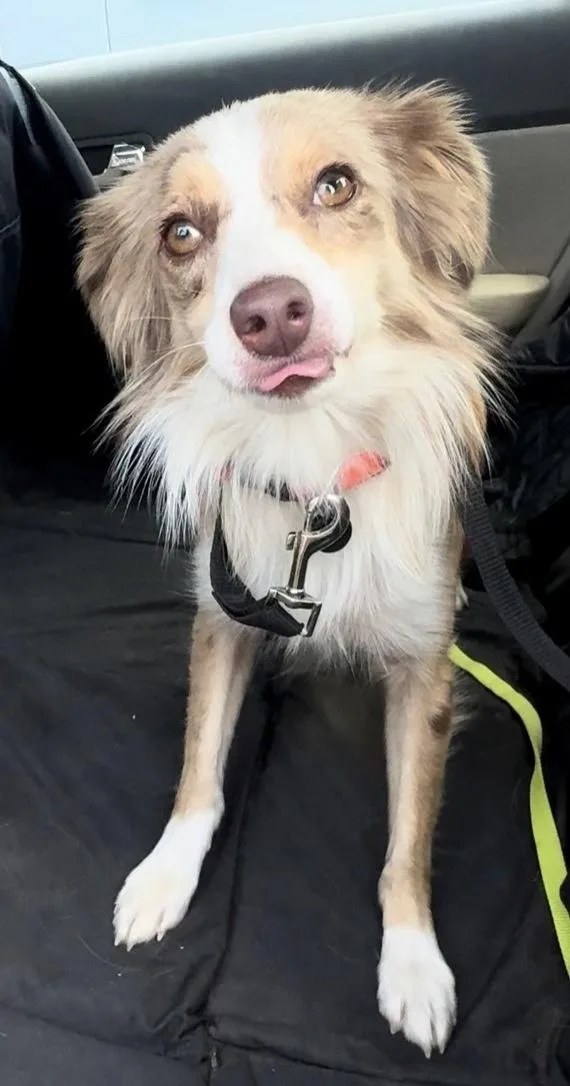 A young small-sized female Merle (Red) Australian Shepherd dog named Dixie for adoption in Woodlawn, TN