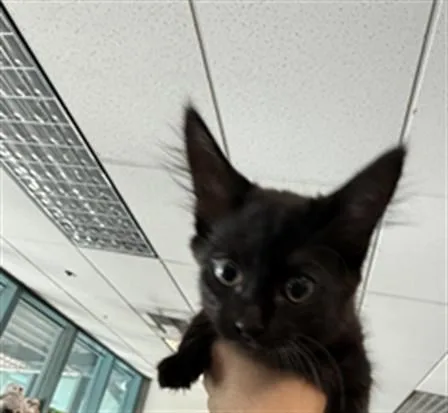 A baby small-sized female Domestic Short Hair cat named Blip for adoption in Chatsworth, CA