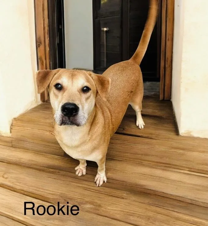 Rookie