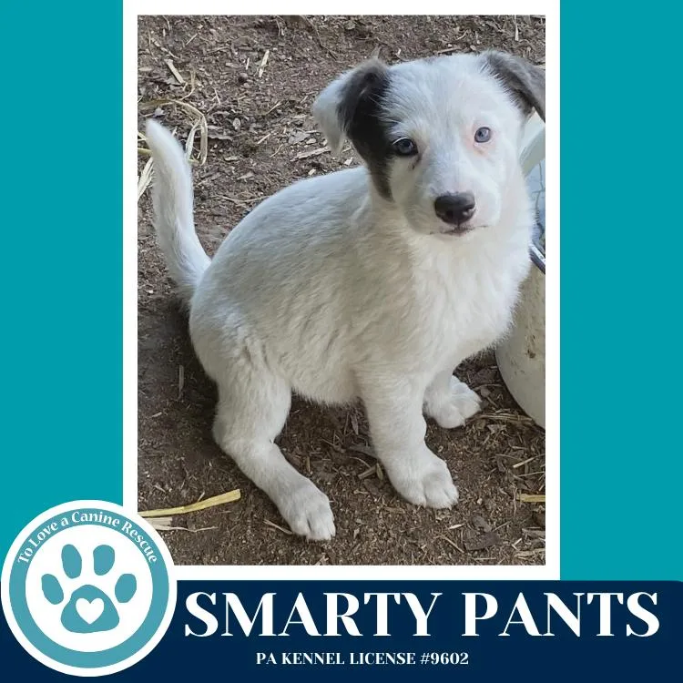 A baby medium-sized female Tricolor (Brown, Black, & White) Shepherd dog named Smarty Pants for adoption in Kimberton, PA