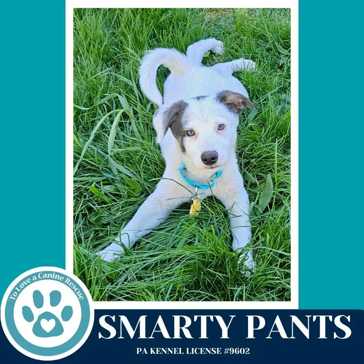 Smarty Pants thumbnail 2