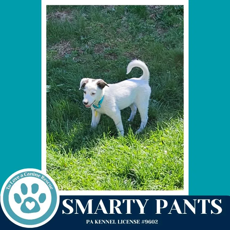 Smarty Pants thumbnail 3