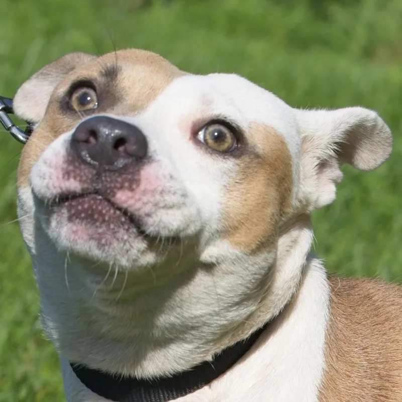An adult medium-sized male Yellow / Tan / Blond / Fawn Pit Bull Terrier dog named Forrest for adoption in South Elgin, IL