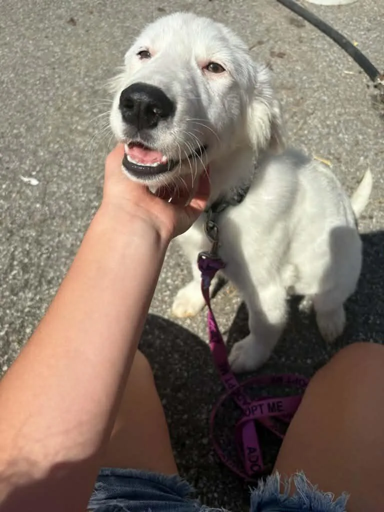 A baby medium-sized male Great Pyrenees dog named Jagger for adoption in merrillville, IN