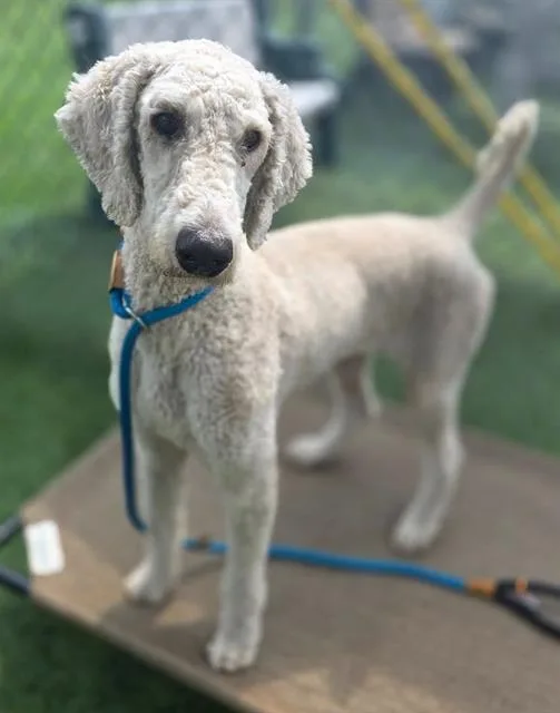 An adult large-sized male Mixed Breed dog named Felix for adoption in Columbia, SC