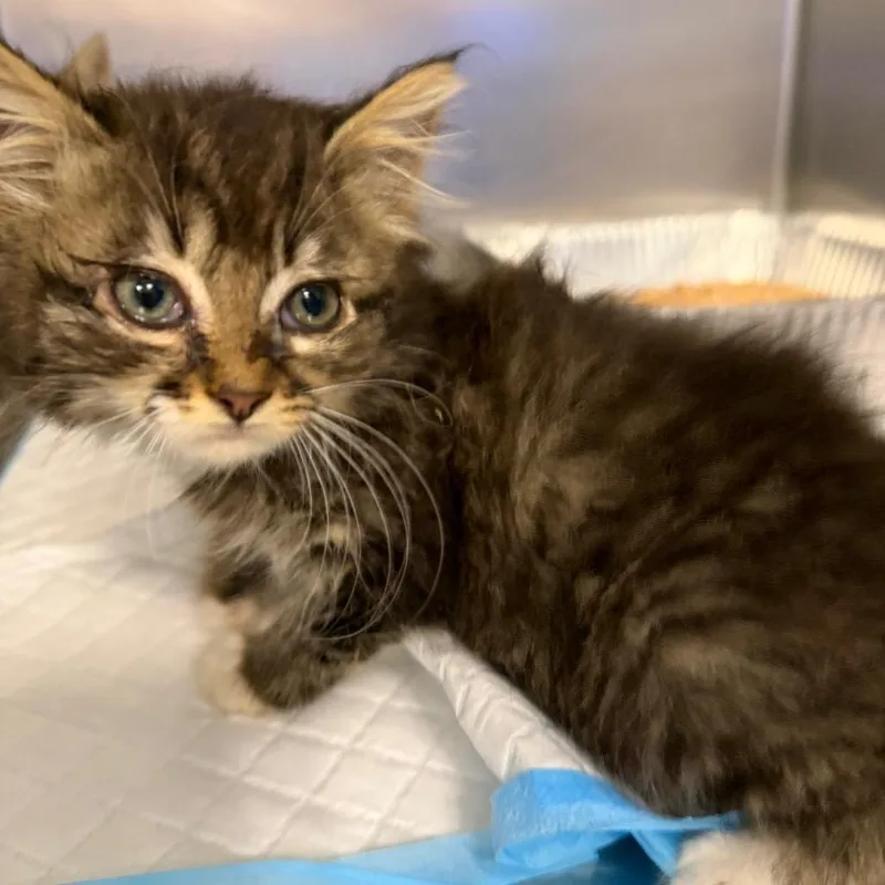 A baby small-sized female Brown / Chocolate Domestic Short Hair cat named Ravioli for adoption in Greensboro, NC