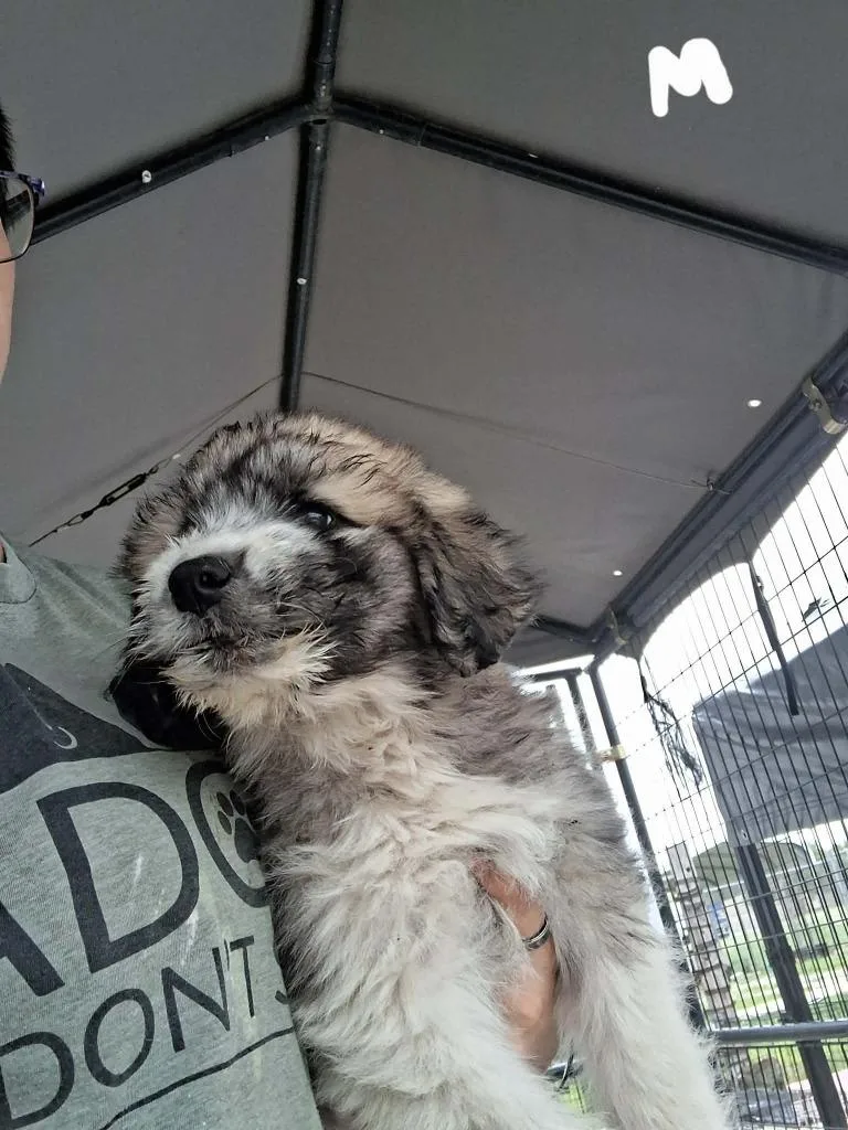 A baby large-sized male Anatolian Shepherd dog named Bali Organa for adoption in Brownwood, TX