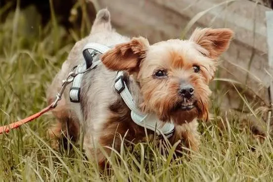 A senior small-sized male Yorkshire Terrier dog named Whiskey Rye for adoption in Waunakee, WI