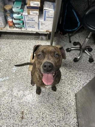 A senior medium-sized male Mixed Breed dog named Loco for adoption in West Chester, PA