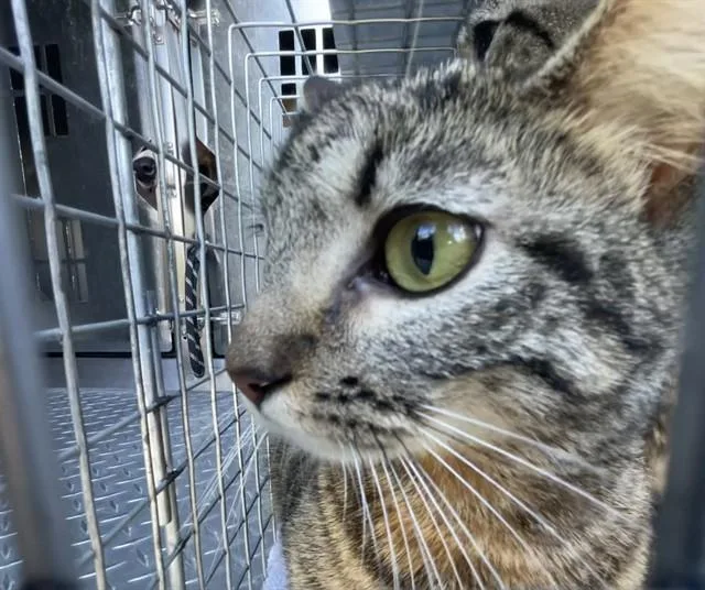 A young small-sized female Domestic Short Hair cat named Cinnamon for adoption in Fort Myers, FL
